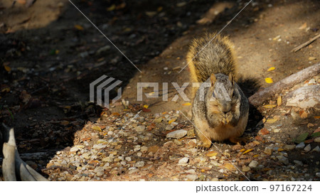 Squirrel finding food in a park Squirrel finding food in a park 97167224