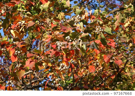 2022 年 11 月，南京蝦虎魚的秋葉和爆果 97167668