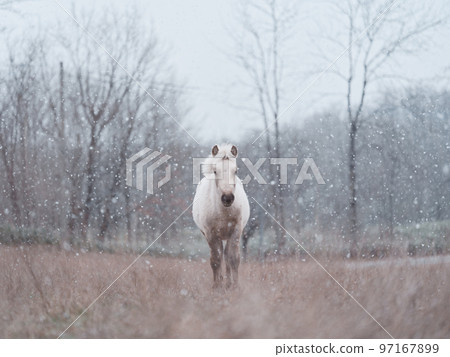 北海道冬季兒童 97167899