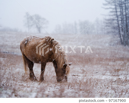 北海道冬季兒童 北海道冬季兒童 97167900