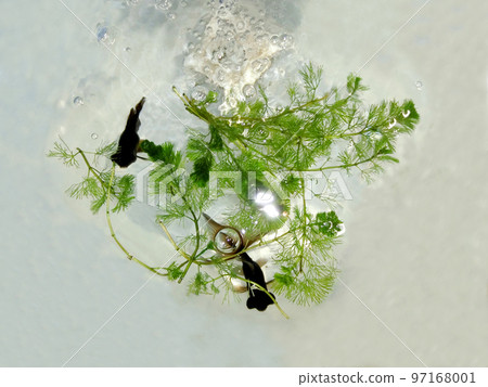 黑色的眼珠子躲在水草里游來游去,漂亮的尾巴緩緩擺動。 黑色的眼珠子躲在水草里游來游去,漂亮的尾巴緩緩擺動。 97168001