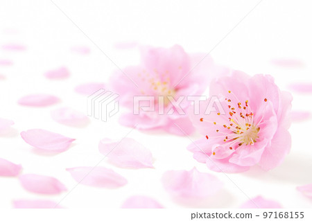 Peach petals Peach petals 97168155