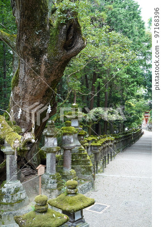 Kasugataisha, Kasugataisha, Kasugataisha, Shrine, Nara, 奈良縣, Shrine, Shikinaisha, 名神大學 Kasugataisha, Kasugataisha, Kasugataisha, Shrine, Nara, 奈良縣, Shrine, Shikinaisha, 名神大學 97168396