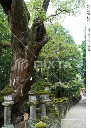 Kasugataisha, Kasugataisha, Kasugataisha, Shrine, Nara, 奈良縣, Shrine, Shikinaisha, 名神大學 Kasugataisha, Kasugataisha, Kasugataisha, Shrine, Nara, 奈良縣, Shrine, Shikinaisha, 名神大學 97168403