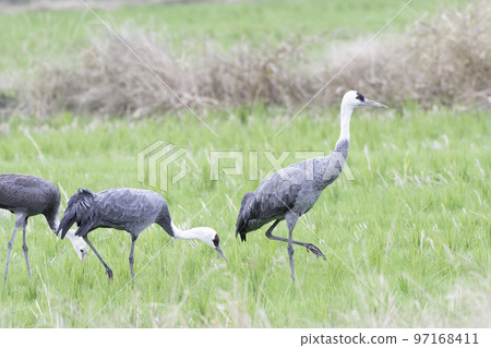 白頭鶴家族 97168411