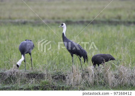 family of hooded cranes 97168412