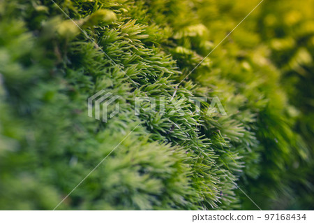 Green moss with spore capsules on red stalks growing on the edge of the forest macro shot. Background and texture of mosses with copy space. Pohlia nutans, nodding thread-moss selective focus. Ecology Green moss with spore capsules on red stalks growing on the edge of the forest macro shot. Background and texture of mosses with copy space. Pohlia nutans, nodding thread-moss selective focus. Ecology 97168434