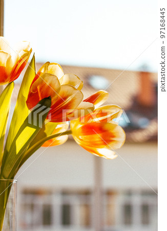 A bouquet of orange white tulips in glass vase stands on a window sill in modern apartment against residential building house facade background. Cozy atmosphere at home. Spring bulb flowers in bloom. A bouquet of orange white tulips in glass vase stands on a window sill in modern apartment against residential building house facade background. Cozy atmosphere at home. Spring bulb flowers in bloom. 97168445