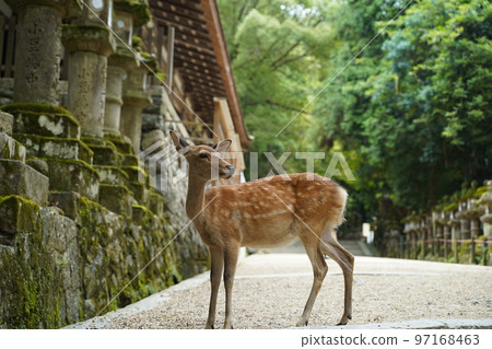 Deer, Nara deer, Bambi, many deer, animals, free range, God's messenger, Nara park, Kasuga Taisha, Kasuga, shrine, precincts, road 97168463