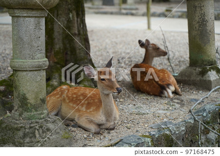 鹿,奈良鹿,小鹿斑比,許多鹿,動物,自由放養,上帝的使者,奈良公園,春日大社,春日,神社,轄區,道路 鹿,奈良鹿,小鹿斑比,許多鹿,動物,自由放養,上帝的使者,奈良公園,春日大社,春日,神社,轄區,道路 97168475