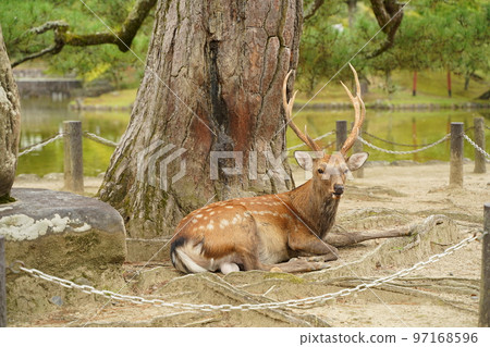 Deer, Nara deer, Bambi, many deer, animals, free range, God's messenger, Nara park, Kasuga Taisha, Kasuga, shrine, precincts, road 97168596