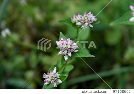 Misozoba flowers Misozoba flowers 97168602