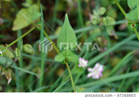 Misozoba flowers 97168603