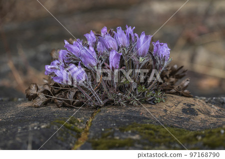 Donggang Pasqueflower Donggang Pasqueflower 97168790