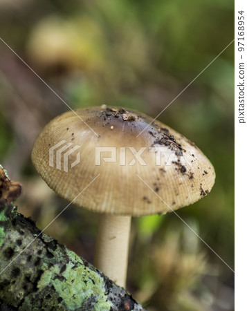 蘑菇 蘑菇 97168954