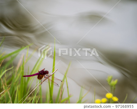 red dragonfly in the wind red dragonfly in the wind 97168955