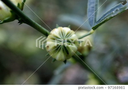 Hibiscus Roselle Fruit Hibiscus Roselle Fruit 97168981