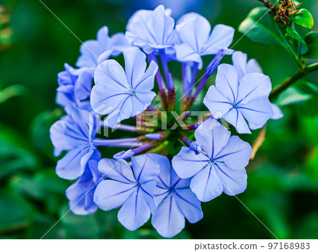 always bright blueberry always bright blueberry 97168983