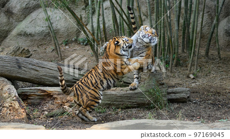 Siblings of the Amur tiger playing Siblings of the Amur tiger playing 97169045