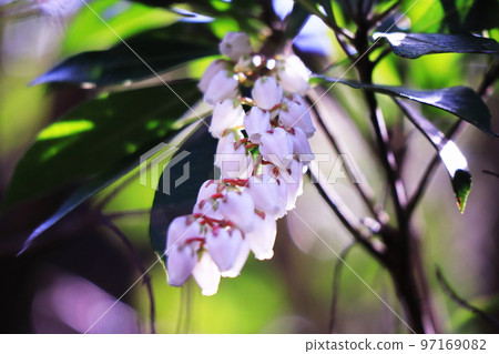 春天可愛的馬蹄樹花 春天可愛的馬蹄樹花 97169082