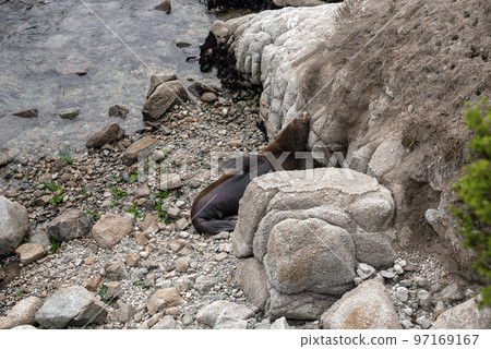 High angle view of brown sea lions lying and resting on rocky coastlines by sea at Monterey bay High angle view of brown sea lions lying and resting on rocky coastlines by sea at Monterey bay 97169167