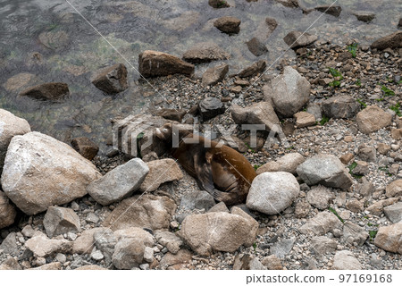 High angle view of brown sea lion lying and resting on rocky coastlines by sea at Monterey bay 97169168