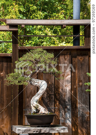 Bonsai tree growing on stone in front of wooden fence with trees in the background at yard Bonsai tree growing on stone in front of wooden fence with trees in the background at yard 97169169