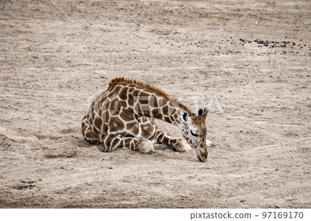 Full length of giraffe resting on dirt field at San Diego Safari Park 97169170