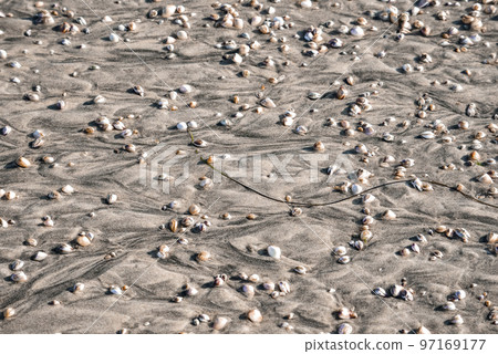 High angle view of group seashells and pebbles on wet sand at beach during sunny day High angle view of group seashells and pebbles on wet sand at beach during sunny day 97169177