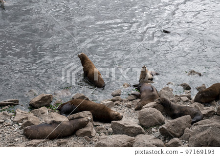 High angle view of brown sea lions sleeping on rocky coastlines and swimming in sea at Monterey bay High angle view of brown sea lions sleeping on rocky coastlines and swimming in sea at Monterey bay 97169193