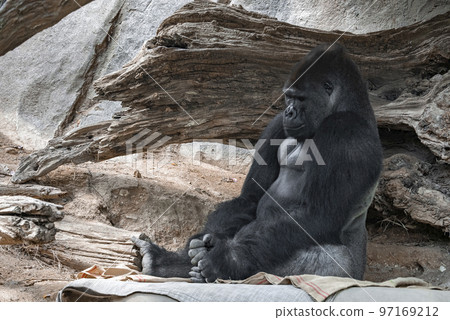 Gorilla sleeping while sitting on textile by wood and rock formation in background at San Diego Safari Park Gorilla sleeping while sitting on textile by wood and rock formation in background at San Diego Safari Park 97169212
