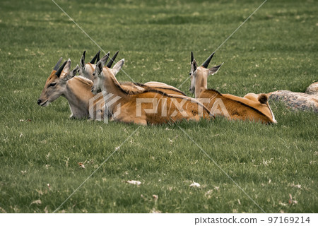 Brown antelopes resting on grassy field at San Diego Safari Park Brown antelopes resting on grassy field at San Diego Safari Park 97169214