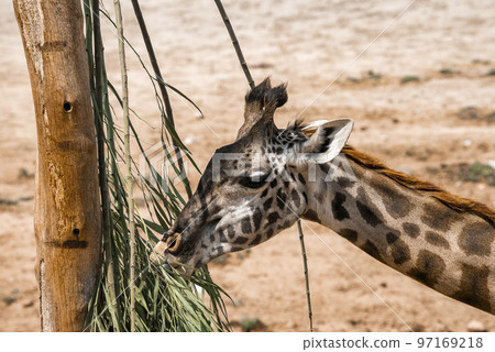 Closeup of giraffe eating leaves of tree on field at San Diego Safari Park 97169218