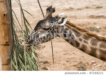Closeup of giraffe eating leaves of tree at San Diego Safari Park Closeup of giraffe eating leaves of tree at San Diego Safari Park 97169221