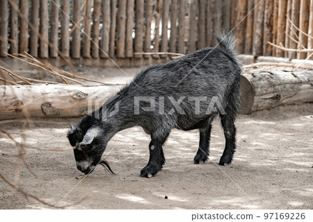 Black goat eating leaf on dirt field at San Diego Safari Park 97169226