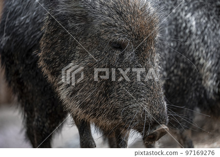 Close-up of black wild boar head with whisker standing at San Diego Safari Park Close-up of black wild boar head with whisker standing at San Diego Safari Park 97169276