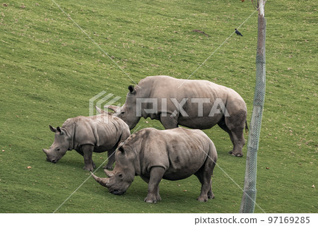 Rhinoceros with calf grazing on green field at San Diego Safari Park 97169285
