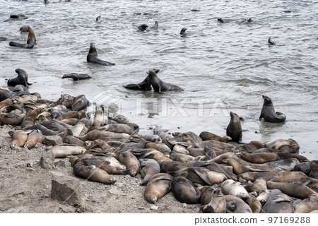 High angle view of herd of brown sea lions lying on each other while resting at rocky shore and swimming in sea at Monterey bay 97169288