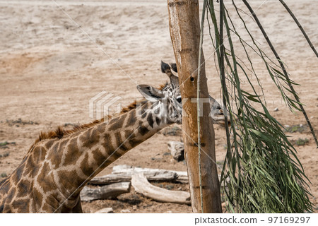 Giraffe eating leaves of tree on field in San Diego Safari Park Giraffe eating leaves of tree on field in San Diego Safari Park 97169297