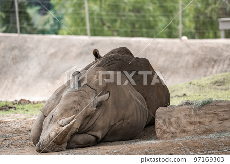 Rhinoceros resting by rock on field at San Diego Safari Park 97169303