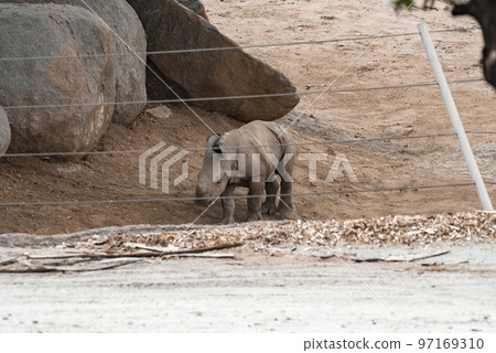 Rhinoceros calf walking by rock seen through fence at San Diego Safari Park 97169310