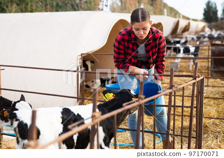 Young female farmer feeding small calves in cowshed Young female farmer feeding small calves in cowshed 97170071