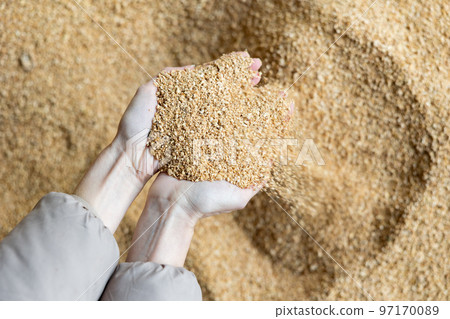 Close up image of hands holding animal feed soybean husks at stock yard 97170089