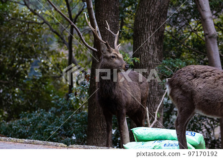 EOSR6.Hiroshima Miyajima, wild feeling on the road. EOSR6.Hiroshima Miyajima, wild feeling on the road. 97170192