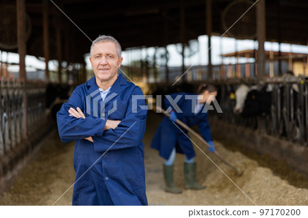 Successful elderly breeder of dairy cows posing in cowshed on farm 97170200