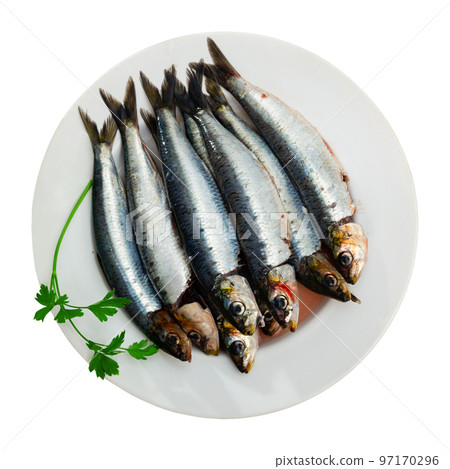 Fresh sardines on plate, fish dish Fresh sardines on plate, fish dish 97170296