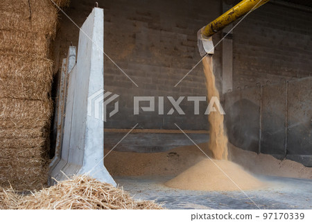 Soybean husks pouring from threshing machine in farm storage area Soybean husks pouring from threshing machine in farm storage area 97170339