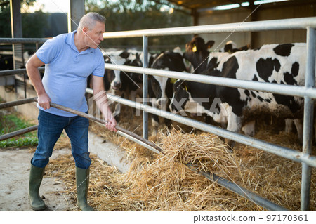 Aged farmer feeding cows with haylage in cowshed Aged farmer feeding cows with haylage in cowshed 97170361