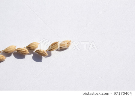 rice plant 97170404