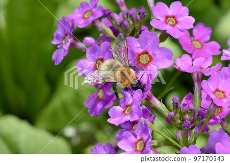 蝦夷虎大黃蜂訪花(北海道白額町) 蝦夷虎大黃蜂訪花(北海道白額町) 97170543